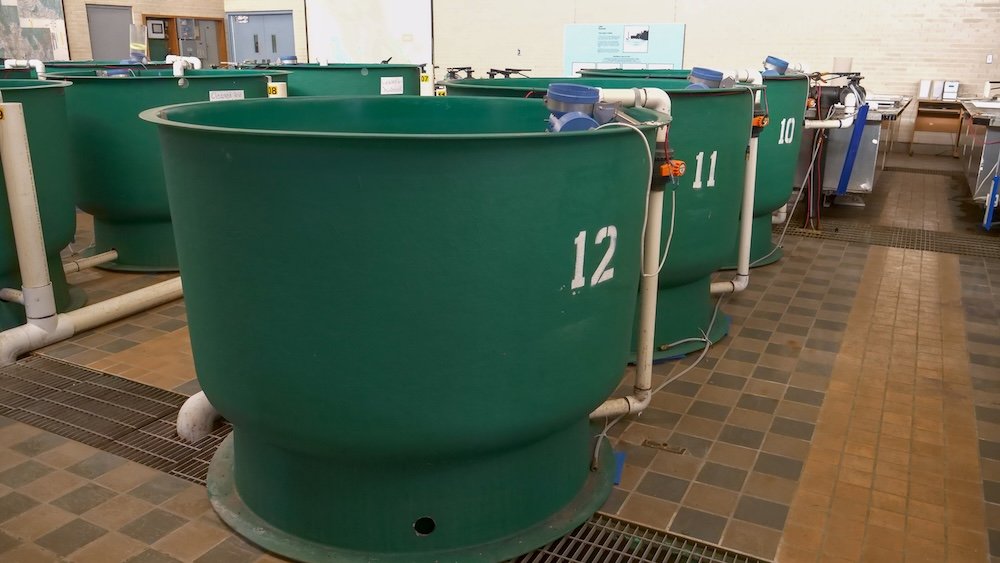 Numbered green fish tanks inside the Kootenay Trout Hatchery near Cranbrook, BC, showing how trout are separated and monitored during different growth stages as part of the hatchery’s fish rearing and conservation process.