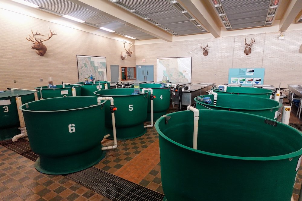 Indoor trout rearing tanks at Kootenay Trout Hatchery Inside the Kootenay Trout Hatchery near Cranbrook, British Columbia, rows of large green numbered rearing tanks sit under bright lights, with pipes, wall maps and displays explaining how trout are raised here for release into local lakes.