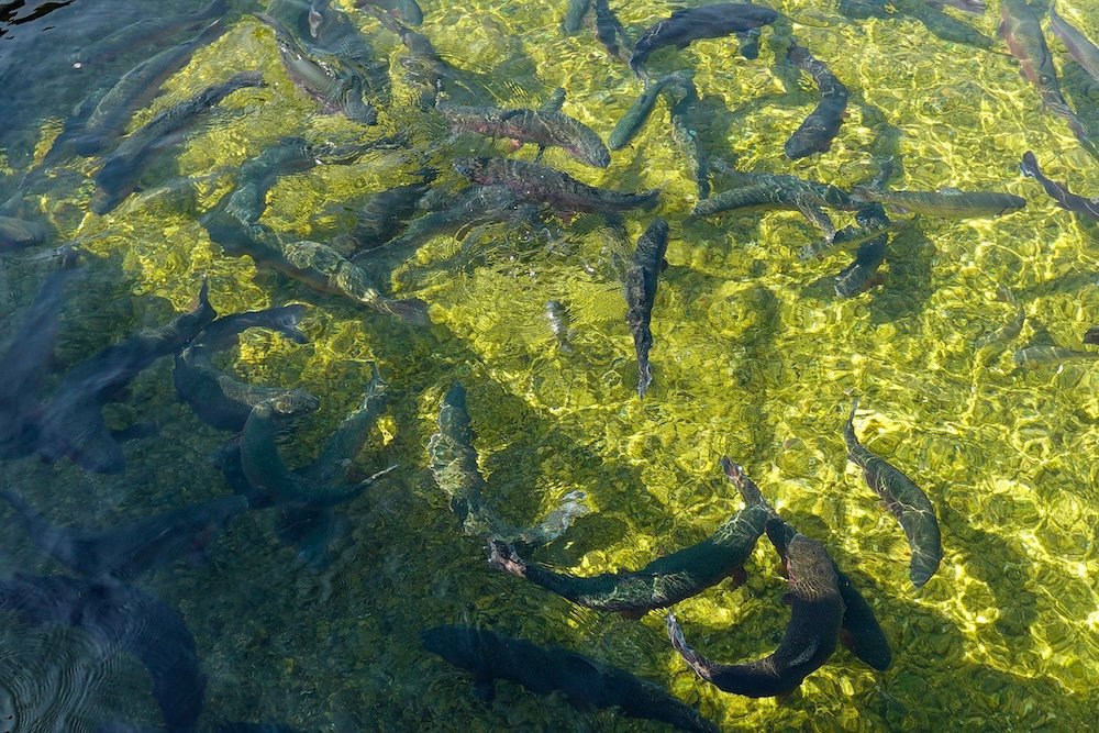 Kootenay Trout Hatchery near Cranbrook, BC, showing dozens of trout swimming in clear green water as visitors feed them, highlighting this fun, hands-on activity that makes for an easy and memorable family day trip.