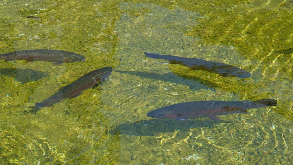 Rainbow trout at Kootenay Trout Hatchery