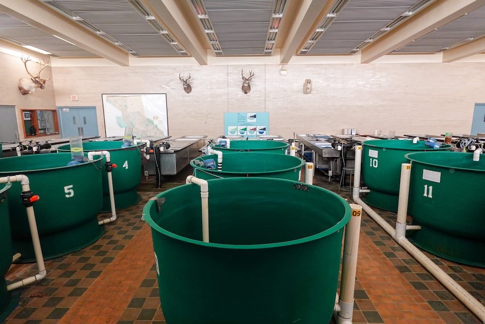 Cranbrook area, British Columbia: large green rearing tanks inside the Kootenay Trout Hatchery, showing the behind-the-scenes setup for raising fish in the East Kootenays, with pipes, valves, and numbered tanks on display.