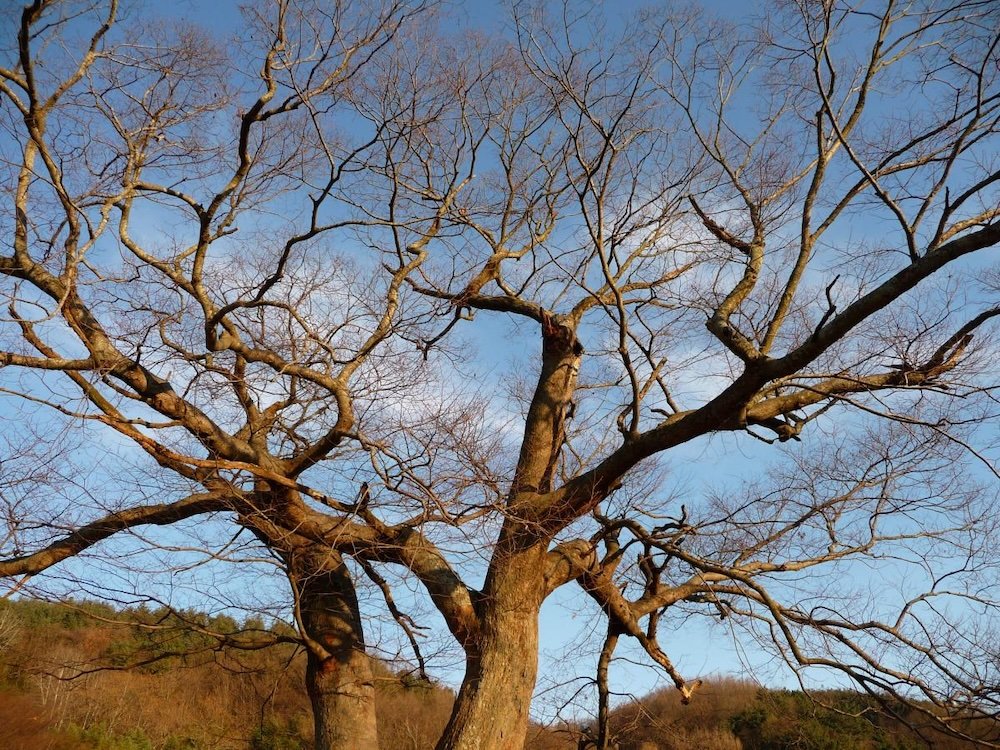 Korean tree macro details without leaves in Gyeongju, Gyeongsang, Korea 