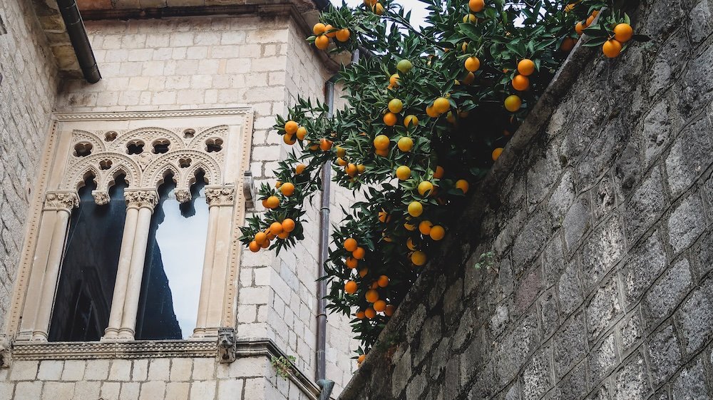 Kotor orange tree hanging over historic wall in Montenegro 