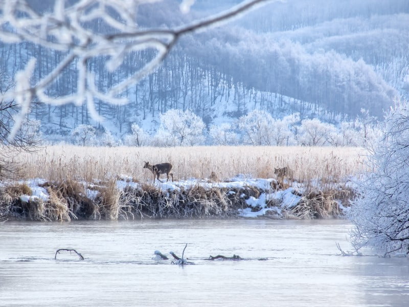 Kushiro National Park Deer Roaming In The Snow In Japan