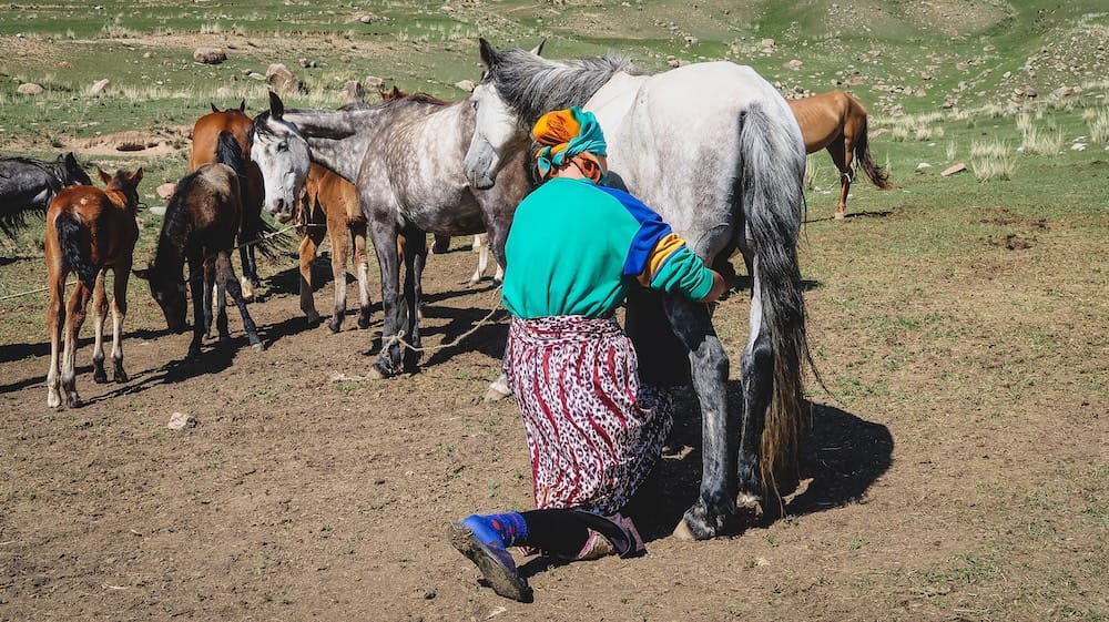 A Kyrgyz woman kneels beside a grey mare and collects fresh mare’s milk for making kymyz, surrounded by horses grazing in a highland pasture in Kyrgyzstan.
