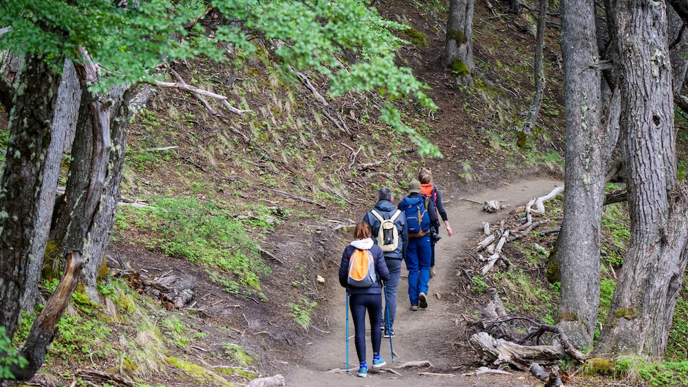 Laguna de los Tres forest trail in El Chaltén Patagonia with hikers using trekking poles on a dirt path, surrounded by lenga trees and mossy roots, showing the shaded approach hike toward Fitz Roy in Los Glaciares National Park.
