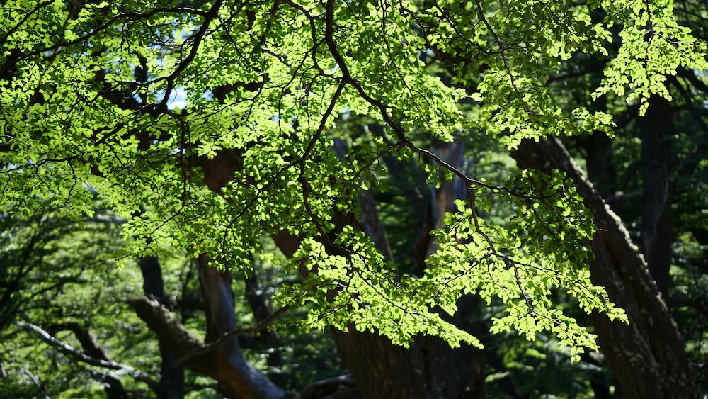 Laguna de los Tres trail in El Chaltén, Patagonia, capturing sunlit beech leaves and forest details along the Fitz Roy route, a peaceful nature moment that contrasts with the steep final climb ahead.