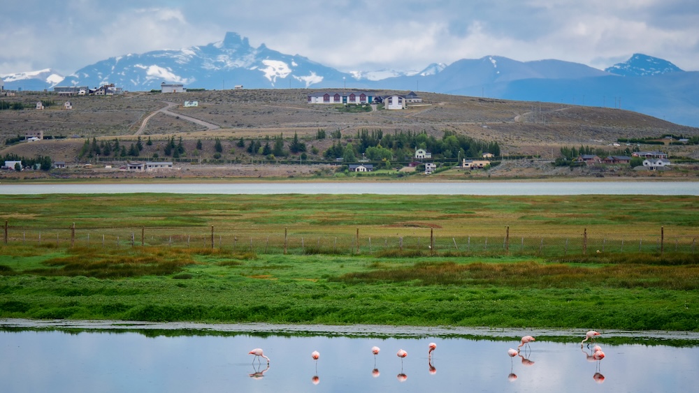 Flamingos at Laguna Nimez bird reserve in El Calafate Laguna Nimez in El Calafate, Patagonia, Argentina, with flamingos feeding in shallow wetland waters beneath distant Andean peaks — a bird-watching paradise and relaxing day trip stop for travelers based in El Chaltén