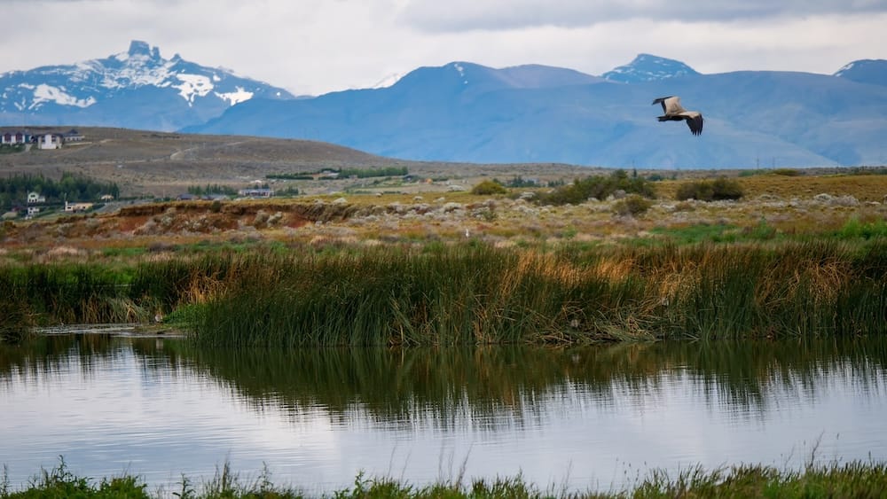 Laguna Nimez nature reserve in El Calafate Patagonia with bird flying over wetlands reflecting peaceful quiet atmosphere during siesta hours when towns slow down.