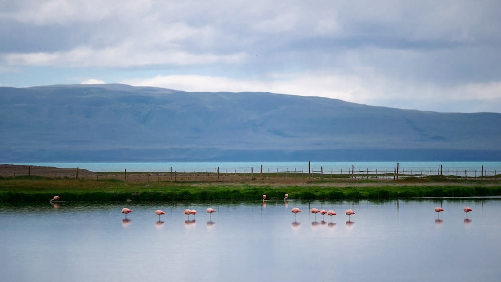 Flamencos en la Reserva Laguna Nimez, cerca de El Calafate, Santa Cruz, Patagonia, Argentina, bajo un cielo tormentoso Una hilera de flamencos rosados permanece en aguas poco profundas de la Reserva Laguna Nimez, cerca de El Calafate, Santa Cruz, Patagonia, Argentina, bajo un cielo cubierto y cambiante.