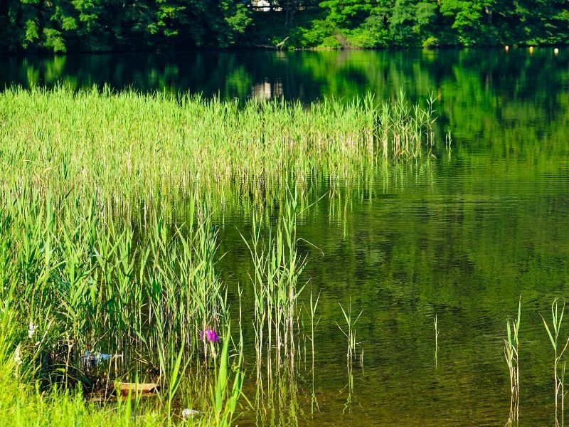 Lake Haruna greenery scene 