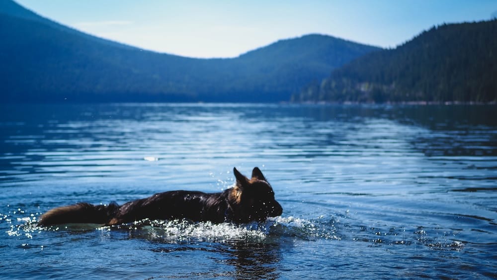 Togo, a German Shepherd, swims in Lake Minnewanka in Banff National Park, Alberta, Canada, with rippling blue water, forested shoreline and dark mountain slopes in the background.
