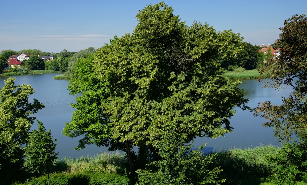 Large Green Lush Tree Overlooking River In Stralsund, Germany 