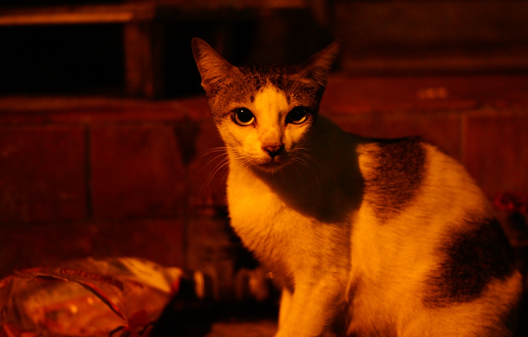 Late at night, this cat with lovely eyes, takes a moment to pose for me before scrounging in the plastic bag for leftover scraps of food - Bangkok, Thailand.