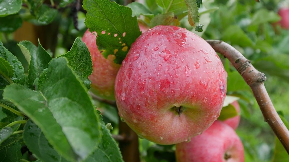 Lush plump apple spotted hiking on Lake Constance, Germany 