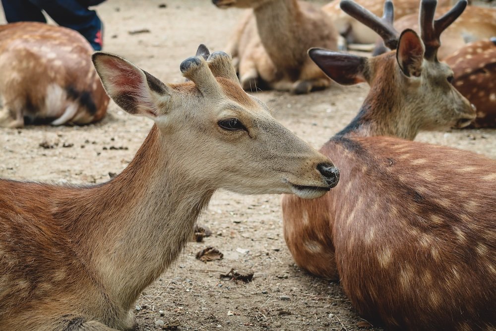 Macro details of the famous Nara deer 