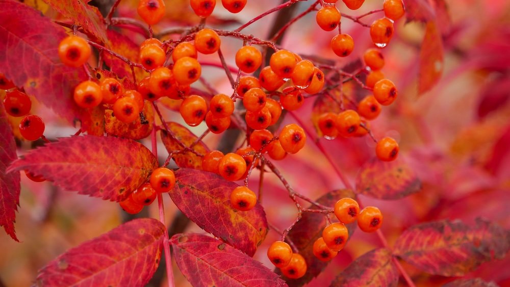 Macro details red fall foliage Tateyama Kurobe Alpine Crossing 