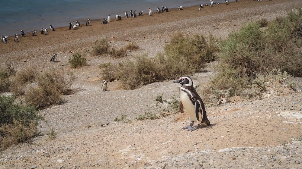 Colonia de pingüinos de Magallanes en Península Valdés, Chubut, Patagonia, Argentina Un pingüino de Magallanes solitario permanece sobre terreno costero seco por encima de una colonia reunida junto a la costa de Península Valdés, Chubut, Patagonia, Argentina.
