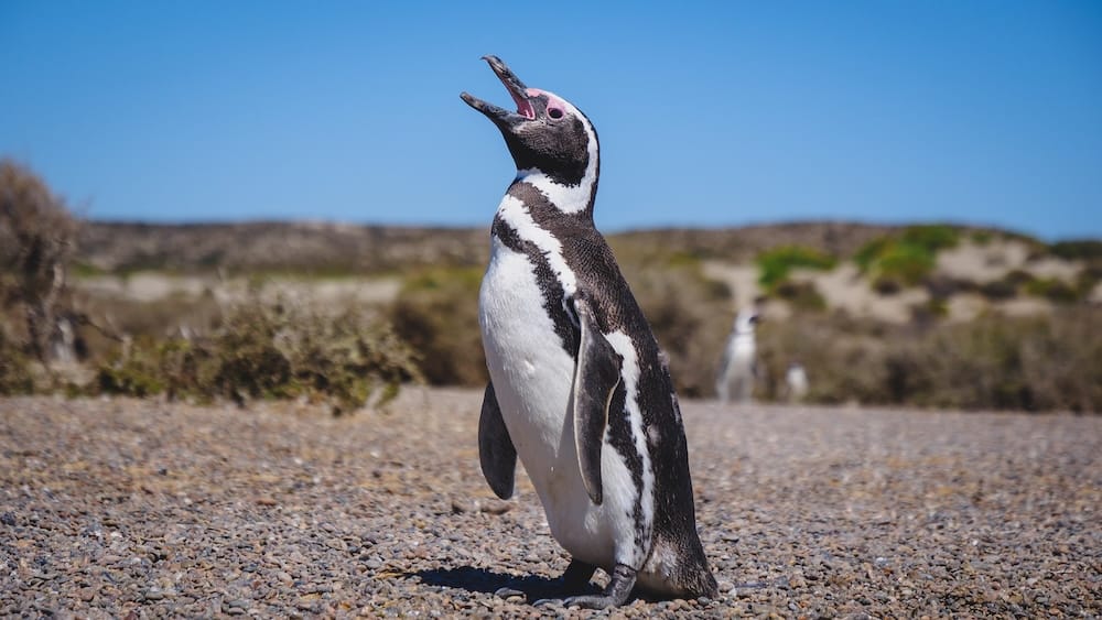 Pingüino de Magallanes vocalizando sobre la costa de piedras de Península Valdés, Chubut, Patagonia, Argentina Un pingüino de Magallanes se mantiene erguido con el pico abierto sobre una costa de piedras en Península Valdés, Chubut, Patagonia, Argentina, con arbustos bajos y otros pingüinos desenfocados al fondo.