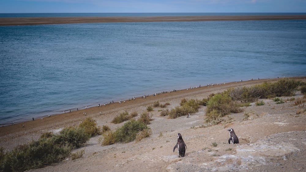 Magellanic penguins dot a broad coastal slope and pebble beach along Península Valdés, Chubut, Patagonia, Argentina, with two birds in the foreground and calm blue Atlantic water stretching to the horizon.
