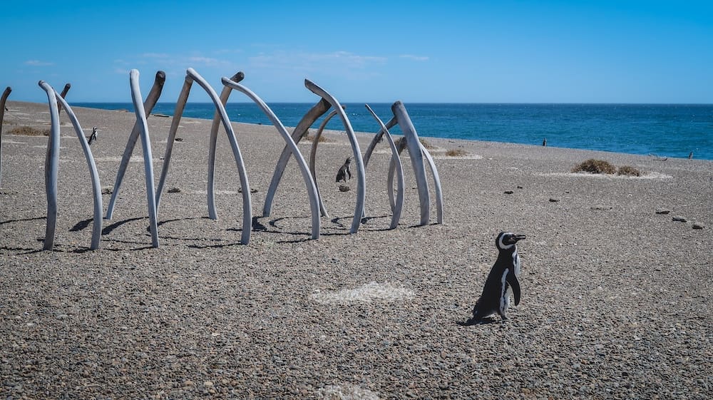 Magellanic Penguins and Whale Bones at Península Valdés in October for Patagonia Coastal Wildlife Priorities Magellanic penguins walking among weathered whale bones at Península Valdés, Chubut, showing why October is one of Patagonia’s best months for coastal wildlife before peak summer crowds reshape the experience.