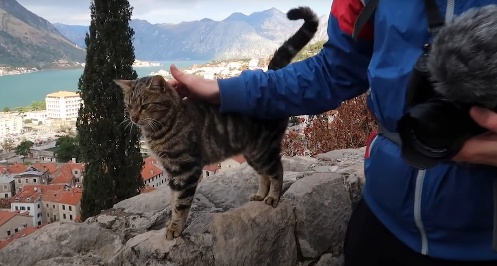 Making friends with cats in Kotor, Montenegro with epic high vantage point views 