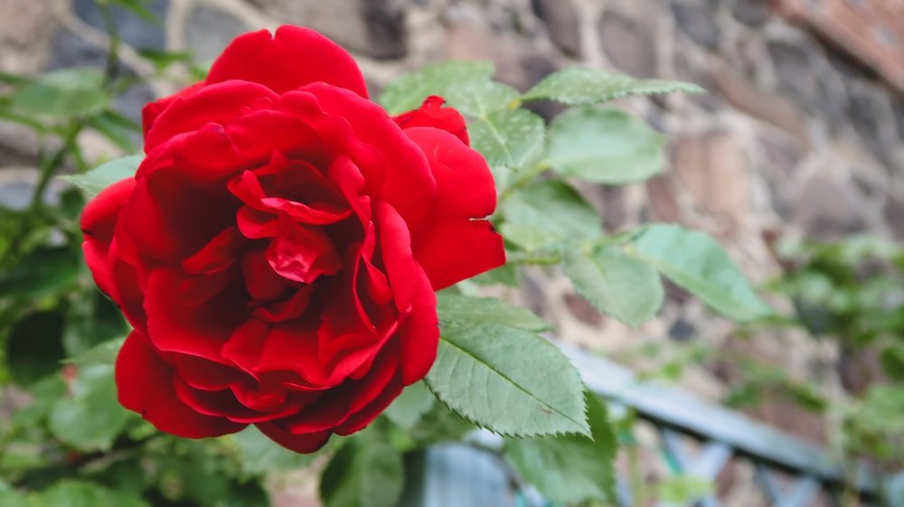 Malbork bright red rose in Poland 