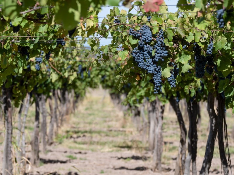 Mendoza vines with malbec grapes in Argentina 