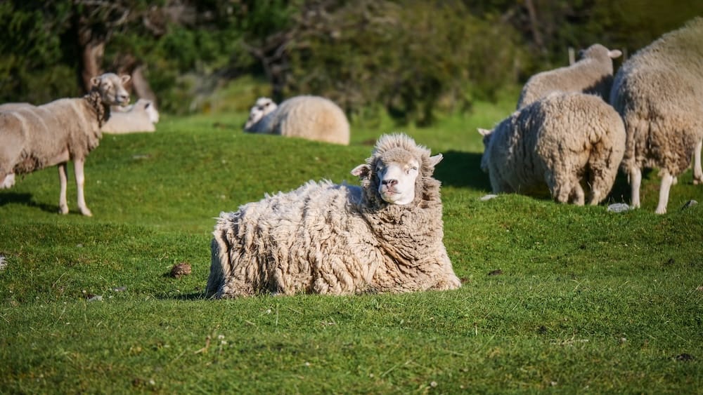 Merino sheep resting at Estancia Nibepo Aike near El Calafate, Santa Cruz, Patagonia, Argentina A woolly Merino sheep rests on green grass among a flock at Estancia Nibepo Aike near El Calafate, with sunlit pasture and scattered trees in Santa Cruz, Patagonia, Argentina.