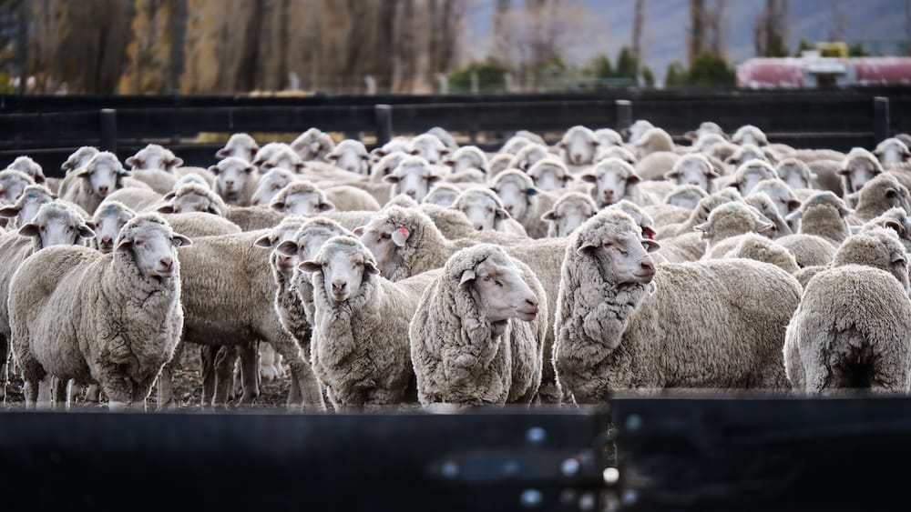 Merino sheep flock at Estancia Tecka working ranch, Chubut, Patagonia, Argentina A dense flock of wooly Merino sheep crowds together inside a wooden holding pen at Estancia Tecka, a working sheep ranch in Chubut, Patagonia, Argentina, with autumn trees visible behind the fence line.