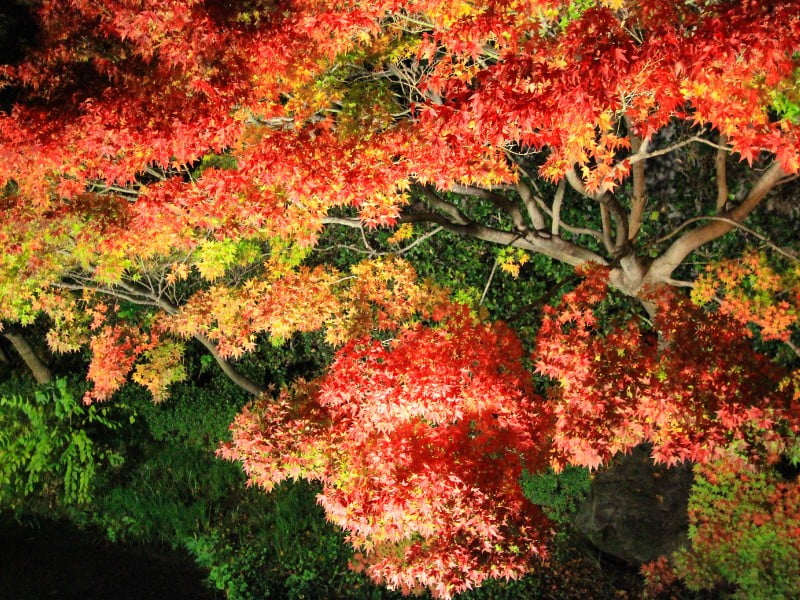 Mie foliage colors in Japan 