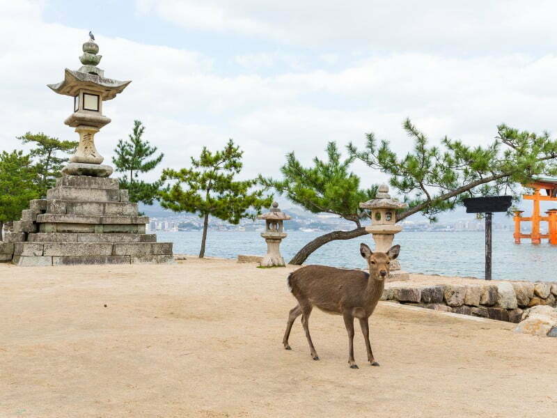 Miyajima Gate With A Cute Deer In Japan