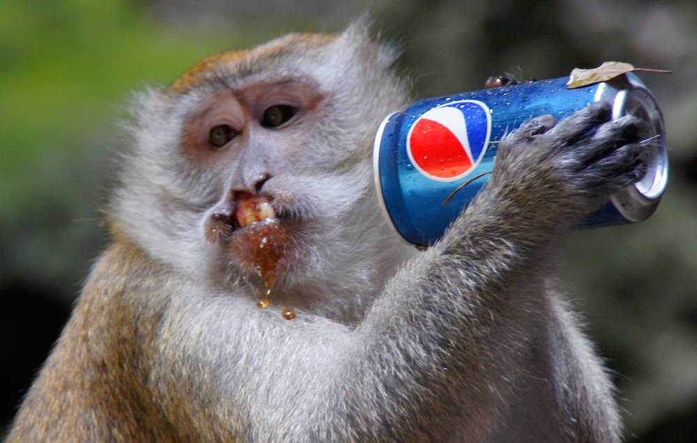 Monkey drinking pepsi at the Batu Caves, Malaysia 