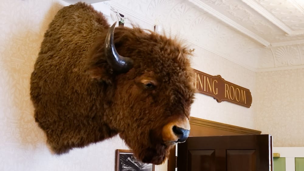 A mounted bison head hangs above a "Dining Room" sign on a patterned wall inside the Wainwright Hotel at Heritage Park in Calgary, Alberta, Canada.