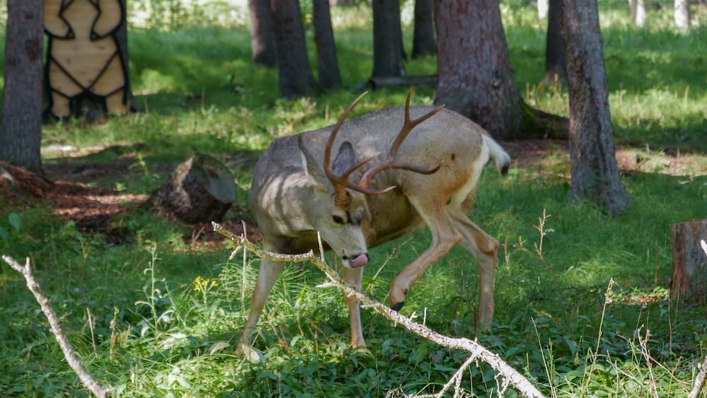 Mule deer along the Art in Nature Trail, Banff, Alberta, Canada A mule deer buck with antlers still in velvet grazes among the trees on the Art in Nature Trail in Banff, Alberta, Canada, with the edge of a wooden bear sculpture visible in the background.