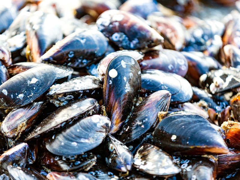 Mussels are must try dishes in Constanta, Romania 