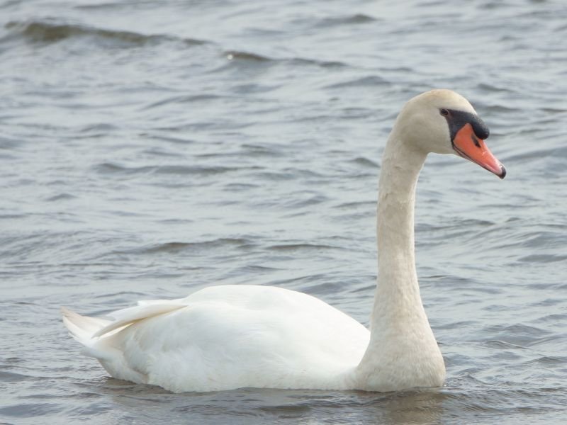 Mute swan you can spot visiting Tomakomai, Japan 