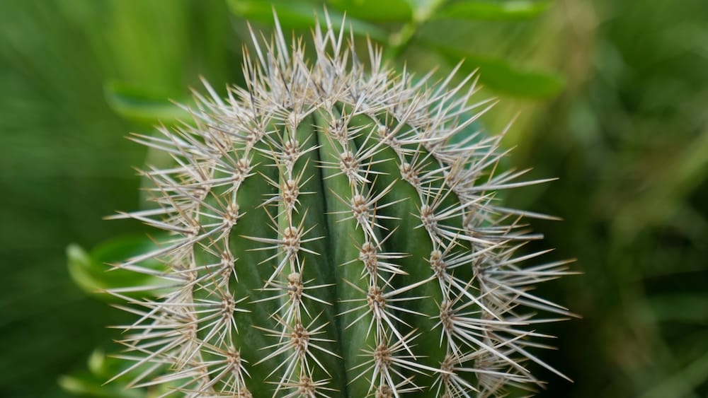 Close-up of a spiny green cactus at Muttart Conservatory in Edmonton, Alberta, Canada, showing sharp white thorns and ribbed texture against a softly blurred background of surrounding plants.