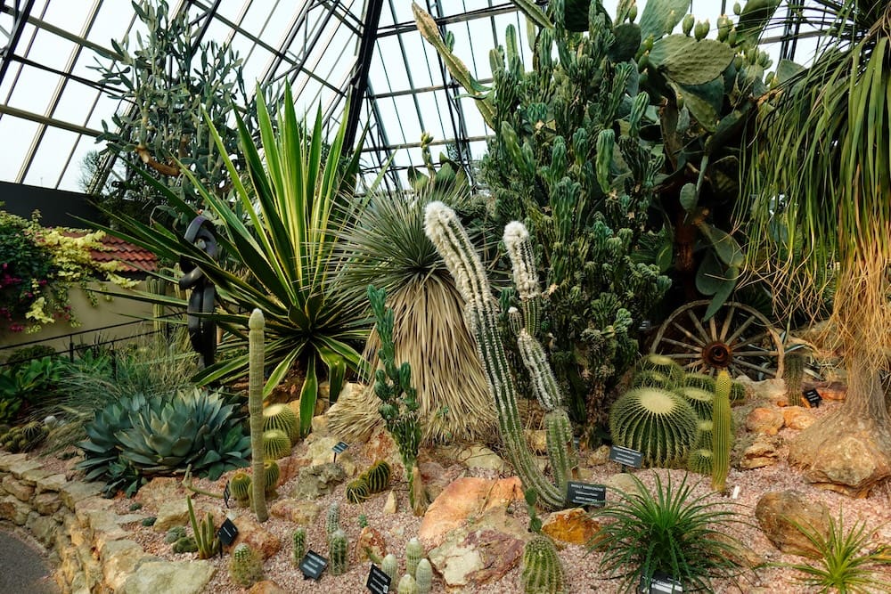 Desert biome inside Muttart Conservatory in Edmonton, Alberta, Canada with cacti and indoor garden displays Interior view of the desert biome at Muttart Conservatory in Edmonton, Alberta, Canada, showing cacti, succulents, rocky landscaping and tall greenhouse glass framing one of the city’s best-known indoor garden attractions.