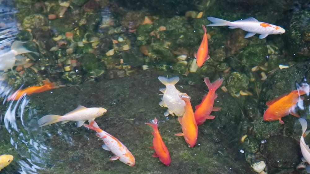 Orange, white and red koi swim through a clear pond at Muttart Conservatory in Edmonton, Alberta, Canada, with dark rocks, scattered pebbles and rippling reflections visible beneath the water.