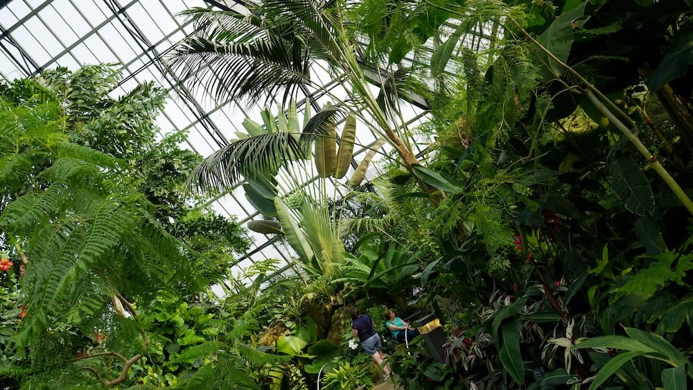Tropical Pyramid Garden at Muttart Conservatory in Edmonton, Alberta, Canada Visitors walking through dense palms, ferns and tropical foliage inside the Muttart Conservatory in Edmonton, Alberta, Canada, beneath the geometric glass roof of the pyramid.