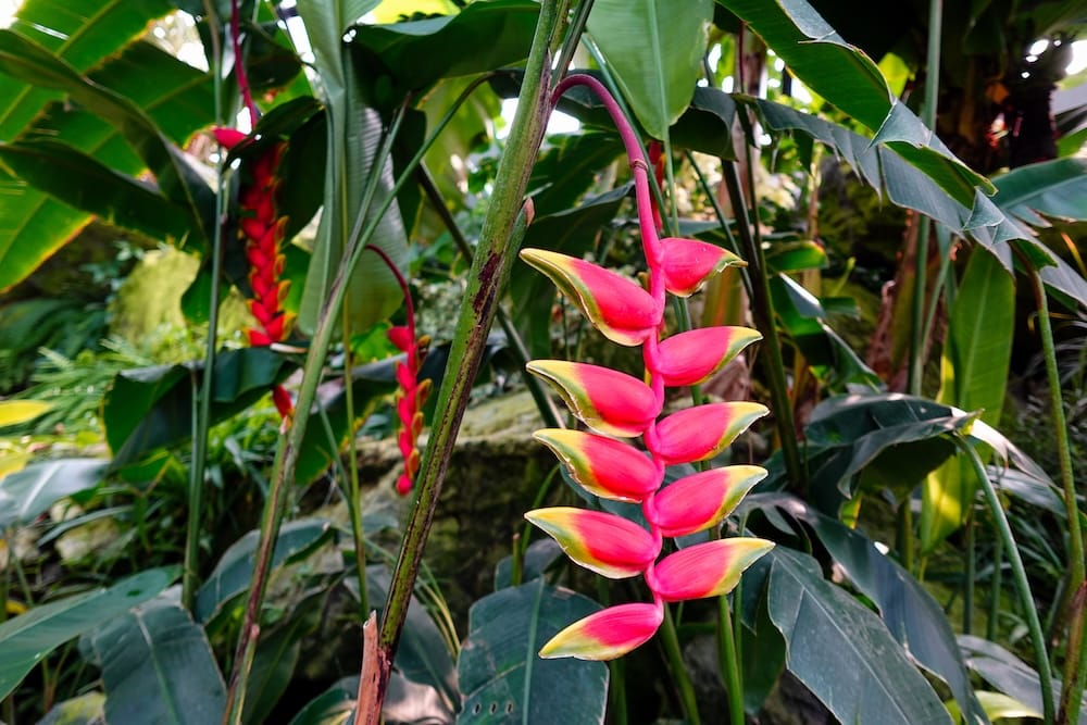 Bright pink heliconia flowers growing among broad green tropical leaves inside Muttart Conservatory in Edmonton, Alberta, Canada, with dense greenhouse vegetation surrounding the blooms.