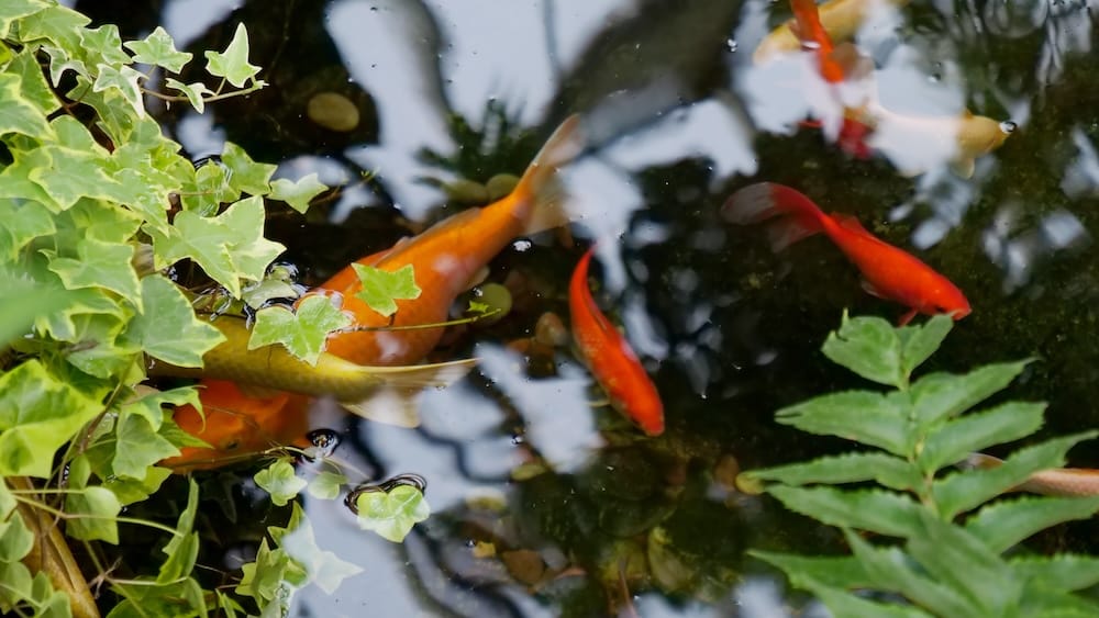 Tropical Pyramid pond koi, Muttart Conservatory, Edmonton, Alberta, Canada. Orange and white koi swimming in the pond within the Tropical Pyramid at the Muttart Conservatory in Edmonton, Alberta, Canada, surrounded by trailing ivy and greenery.