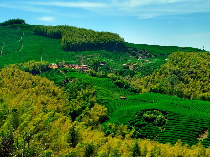 Nantou tea garden views with verden green in Taiwan 