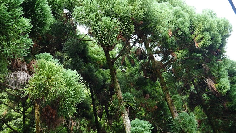 Natural scenery and macro details in Mount Takao, Japan 