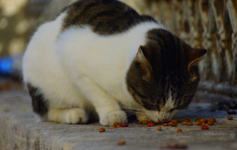 Nearby the Blue Mosque and Hagia Sofia, was a designated feeding area for the cats where tasty cat treats were scattered for them.
