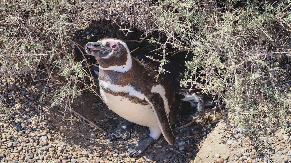 Pingüino de Magallanes anidando bajo los arbustos costeros de Península Valdés, Chubut, Patagonia, Argentina Un pingüino de Magallanes anida bajo un denso arbusto costero en Península Valdés, Chubut, Patagonia, Argentina, rodeado de piedras, ramas secas y la entrada sombreada de su madriguera.