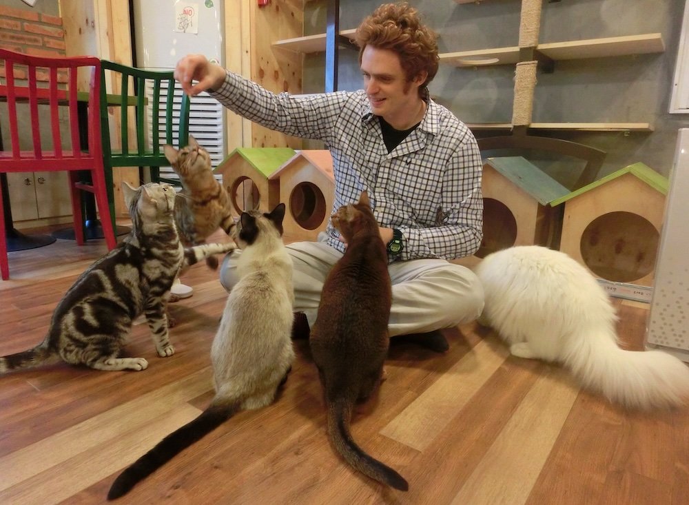 Nomadic Samuel feeding cats at a cat cafe in Seoul, Korea 