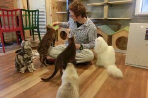 The Ultimate Guide to Cat Cafes Globally: The Most Purr-fect Spots