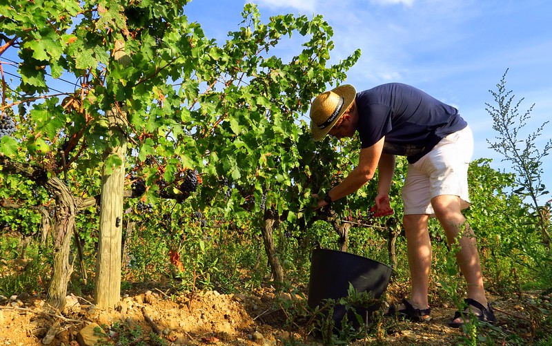 Nomadic Samuel I had a chance to harvest grapes during our wine tasting tour at La Vinyeta Cellar